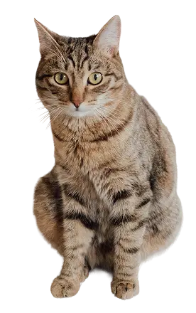 Tabby cat