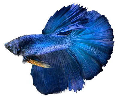 Blue betta fish